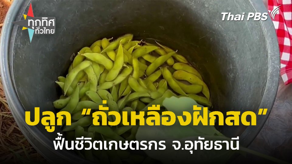 ปลูก "ถั่วเหลืองฝักสด" ฟื้นชีวิตเกษตรกร จ.อุทัยธานี