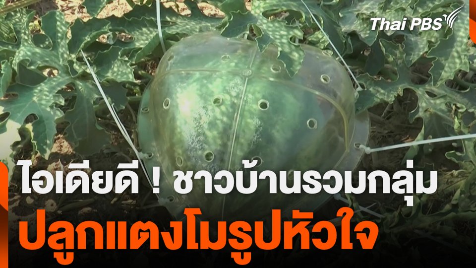 ไอเดียดี ! ชาวบ้านรวมกลุ่ม ปลูกแตงโมรูปหัวใจ