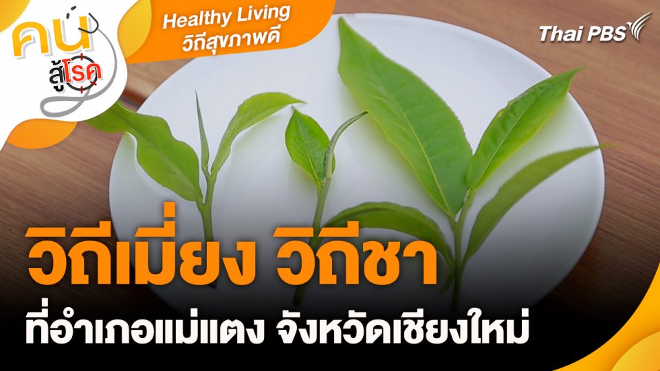 Healthy Living วิถีสุขภาพดี : วิถีเมี่ยง วิถีชา