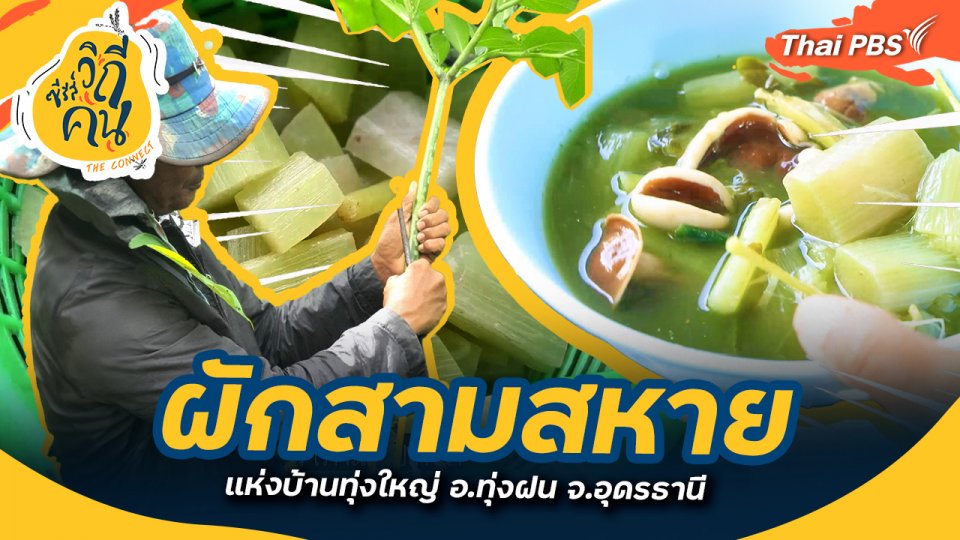 ผักสามสหายแห่งบ้านทุ่งใหญ่ อ.ทุ่งฝน จ.อุดรธานี : ช็อตเด็ด ซีรีส์วิถีคน