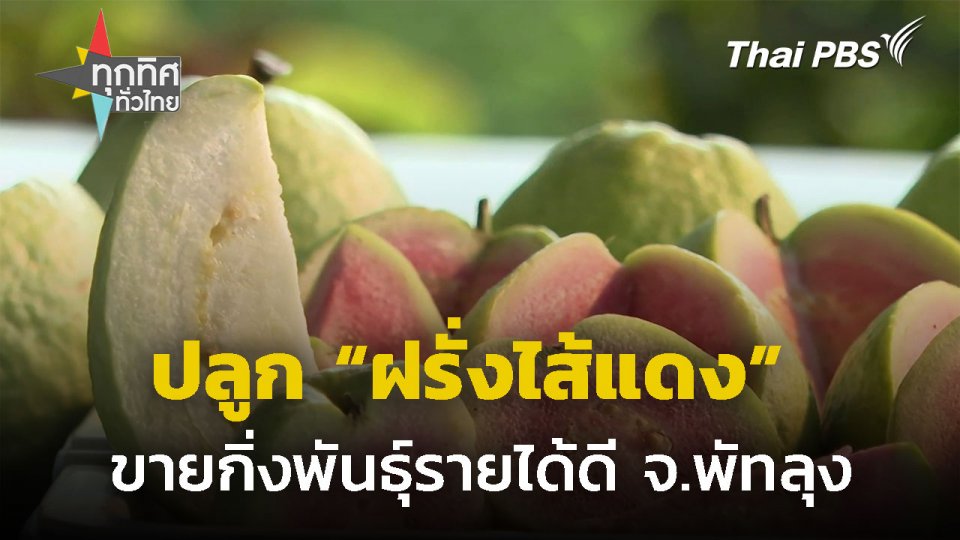 ปลูก "ฝรั่งไส้แดง" กว่า 40 สายพันธุ์ ขายกิ่งพันธุ์รายได้ดี