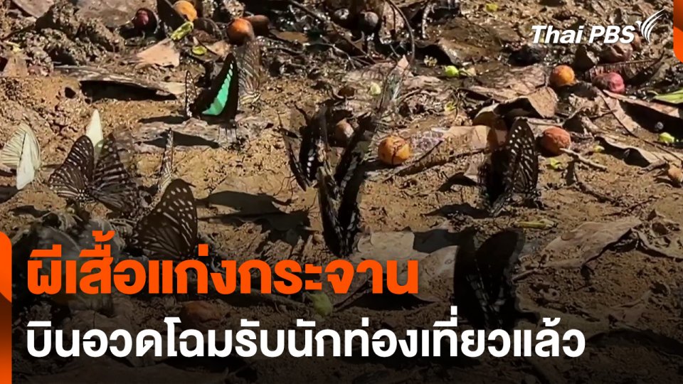 ผีเสื้อแก่งกระจาน บินอวดโฉมรับนักท่องเที่ยวแล้ว