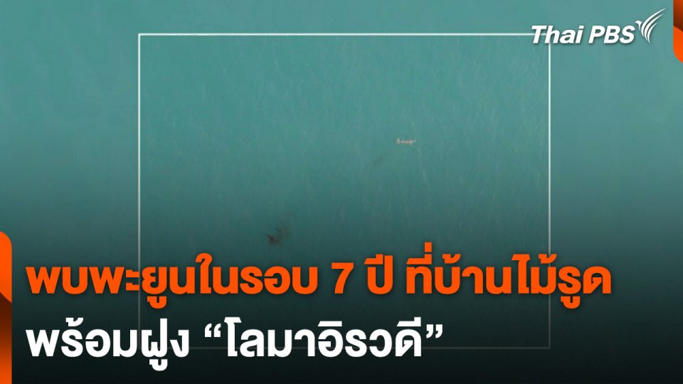 พบพะยูนในรอบ 7 ปี ที่บ้านไม้รูด จ.ตราด พร้อมฝูง “โลมาอิรวดี”