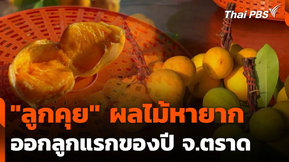"ลูกคุย" ผลไม้หายากแห่งภาคตะวันออก ออกลูกแรกของปี จ.ตราด