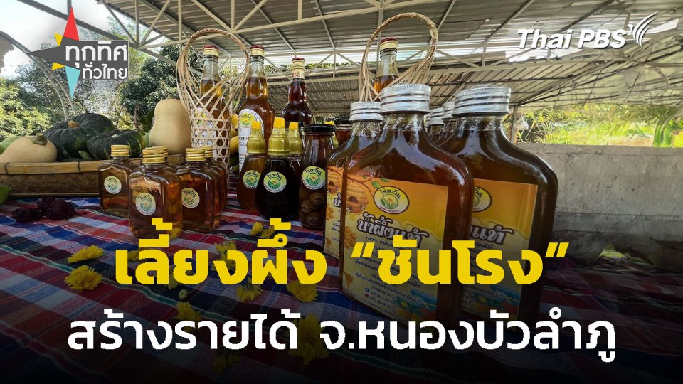 เลี้ยงผึ้ง "ชันโรง" สร้างรายได้ จ.หนองบัวลำภู