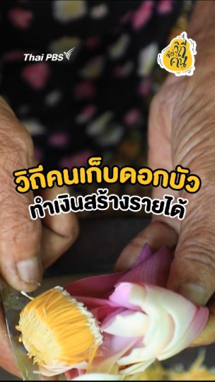 วิถีคนเก็บดอกบัว ทำเงินสร้างรายได้