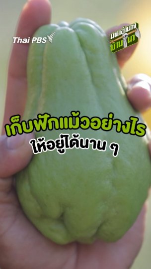 เก็บฟักแม้วอย่างไร ให้อยู่ได้นาน ๆ
