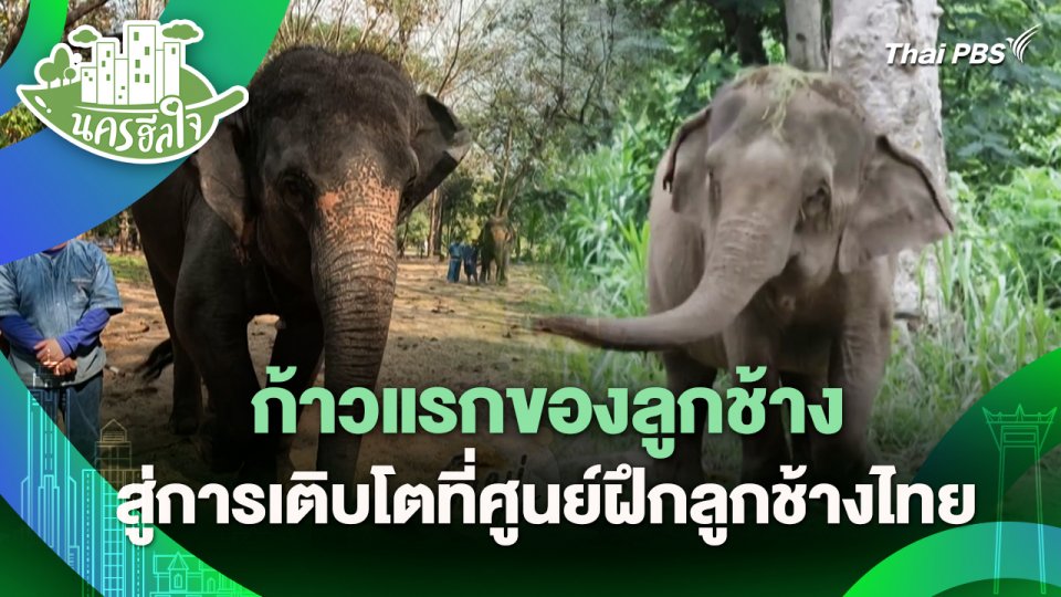 นครฮีลใจ : ก้าวแรกของลูกช้าง สู่การเติบโตที่ศูนย์ฝึกลูกช้างไทย
