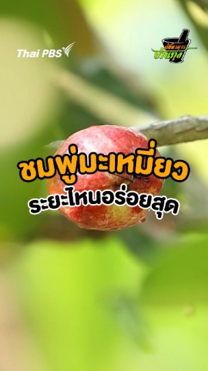 ชมพู่มะเหมี่ยวระยะไหนอร่อยสุด