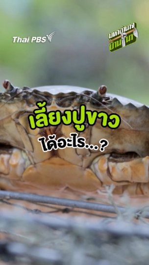 เลี้ยงปูขาว ได้อะไร...?