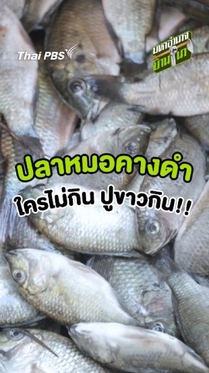 ปลาหมอคางดำ ใครไม่กิน ปูขาวกิน!!