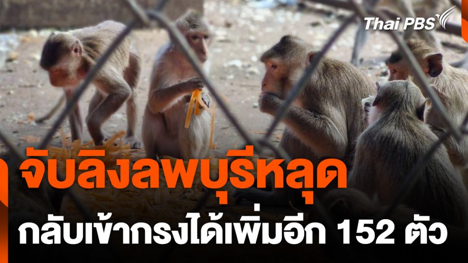 จับ "ลิงลพบุรี" หลุดกลับเข้ากรงได้เพิ่มอีก 152 ตัว