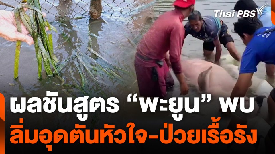 ผลชันสูตร "พะยูน" พบลิ่มอุดตันหัวใจ-ป่วยเรื้อรัง