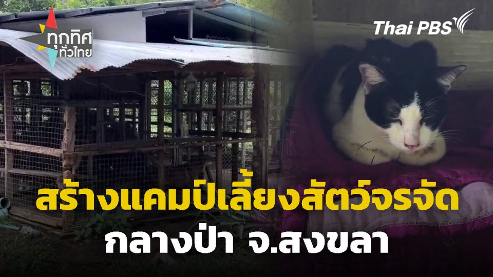 สร้างแคมป์เลี้ยงสัตว์จรจัดกลางป่า จ.สงขลา