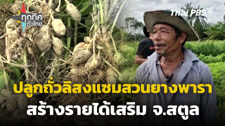 ปลูกถั่วลิสงแซมสวนยางพารา จ.สตูล