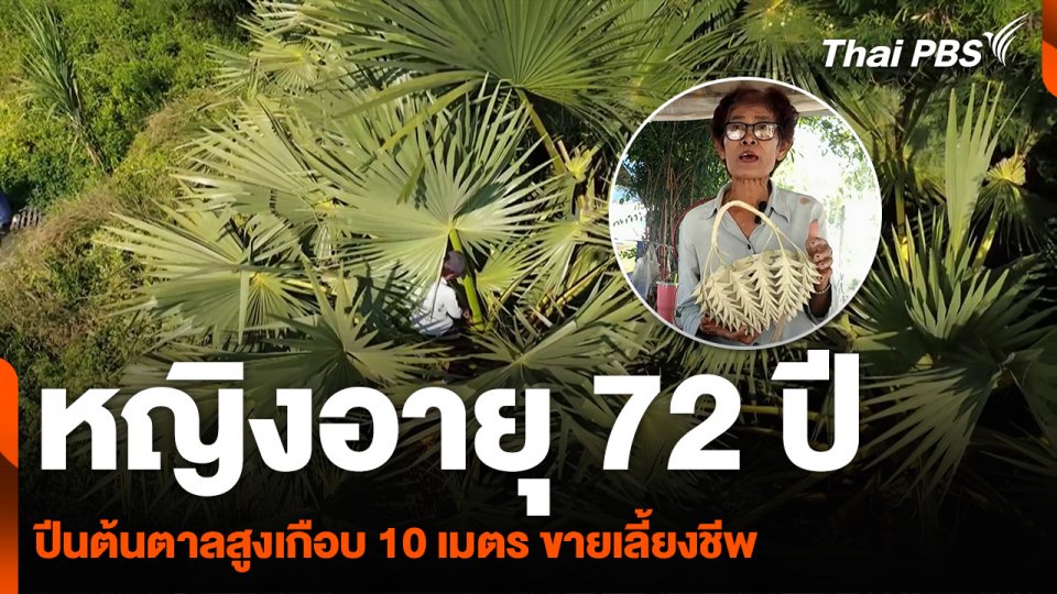 หญิงอายุ 72 ปี ปีนต้นตาลสูงเกือบ 10 เมตร ขายเลี้ยงชีพ