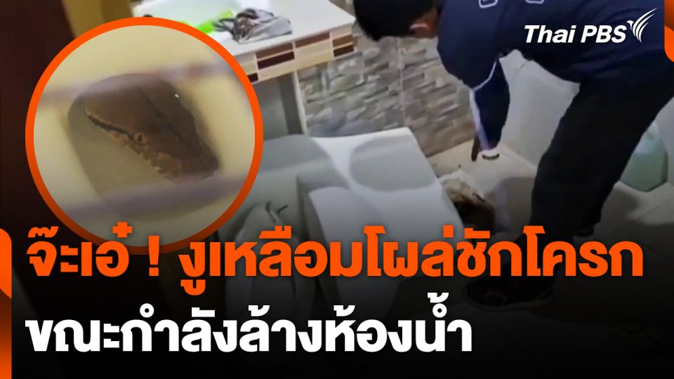 เจ้าของบ้านตกใจ “งูเหลือม” โผล่ชักโครก ขณะกำลังล้างห้องน้ำ