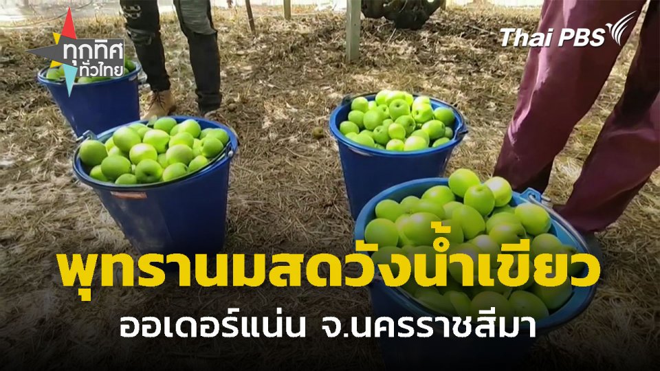 พุทรานมสดวังน้ำเขียวออเดอร์แน่น จ.นครราชสีมา