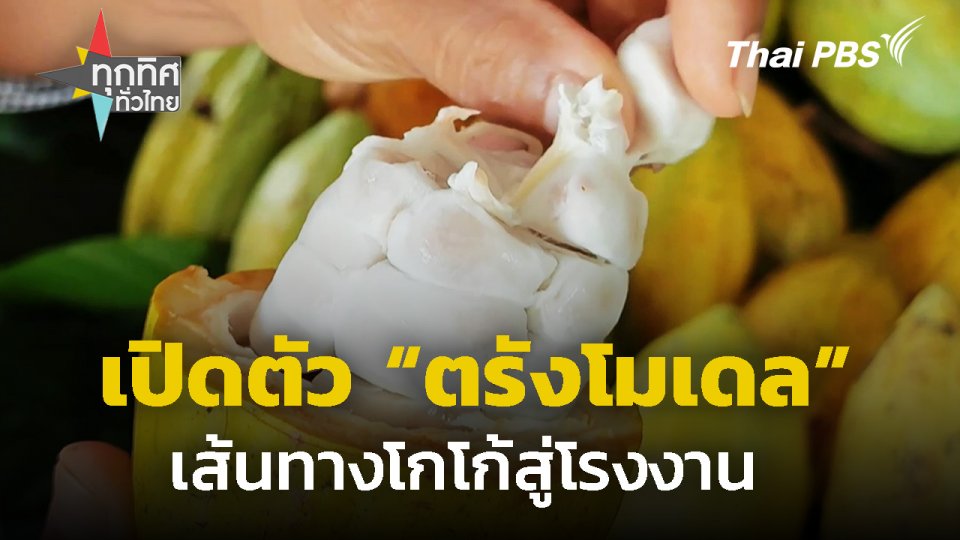 เปิดตัว "ตรังโมเดล" เส้นทางโกโก้สู่โรงงาน