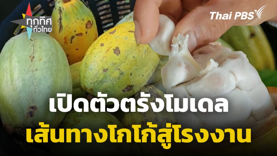 เปิดตัวตรังโมเดลเส้นทาง "โกโก้" สู่โรงงาน