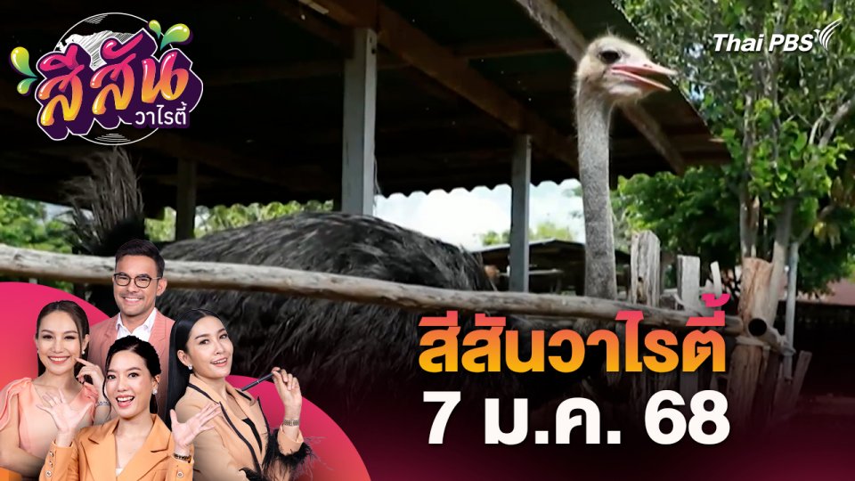 สีสันวาไรตี้ (7 ม.ค. 68) : พลิกชีวิตสร้างรายได้ด้วยการเพาะเลี้ยงนกกระจอกเทศ