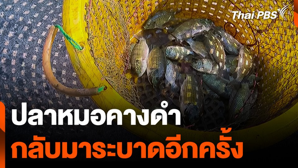 "ปลาหมอคางดำ" สมุทรสาคร กลับมาระบาดอีกครั้ง