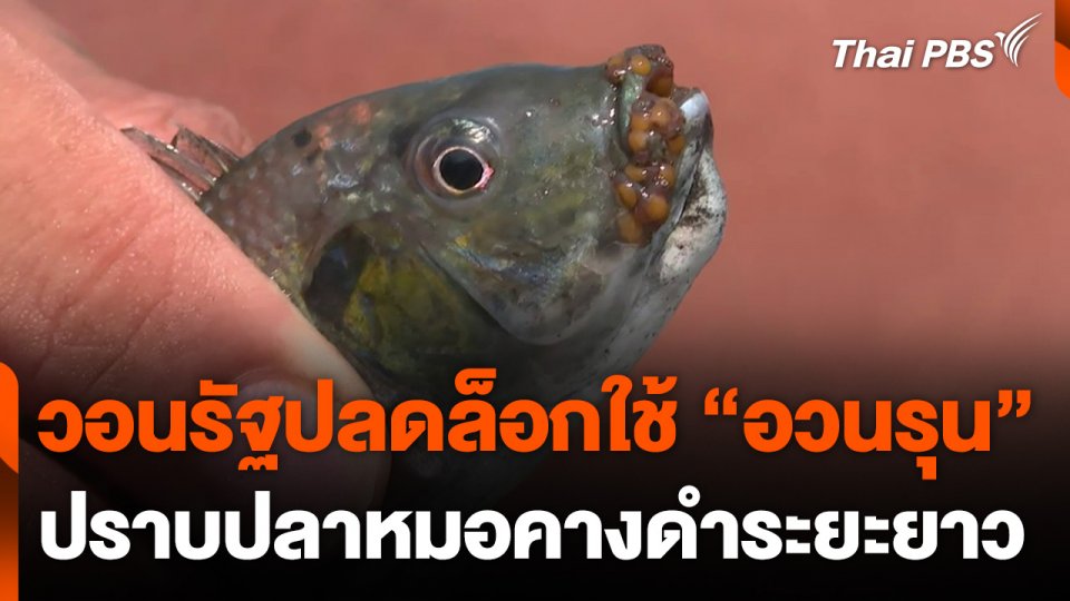 วอนรัฐปลดล็อกใช้ "อวนรุน" ปราบปลาหมอคางดำระยะยาว