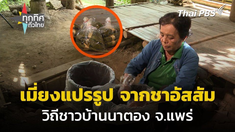 ปลูก "ชาอัสสัม" แปรรูปเป็นเมี่ยง จ.แพร่