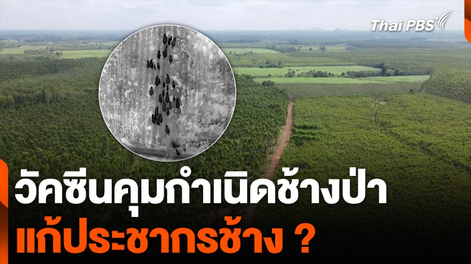 วัคซีนคุมกำเนิดช้างป่า แก้ประชากรช้าง ?