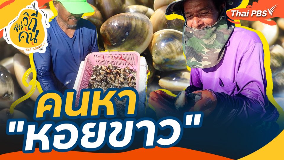 คนหา "หอยขาว"