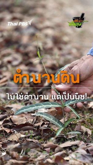 ตำนานดิน ไม่ใช่ตำนาน แต่เป็นพืช