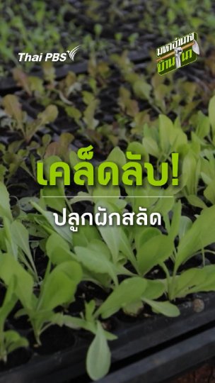 เคล็ดลับปลูกผักสลัด