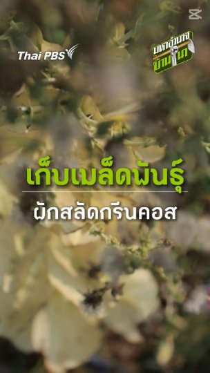เก็บเมล็ดพันธุ์ ผักสลัดกรีนคอส