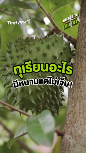 ทุเรียนอะไรมีหนามแต่ไม่เจ็บ