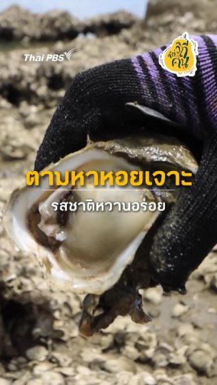 ตามหาหอยเจาะ รสชาติหวานอร่อย