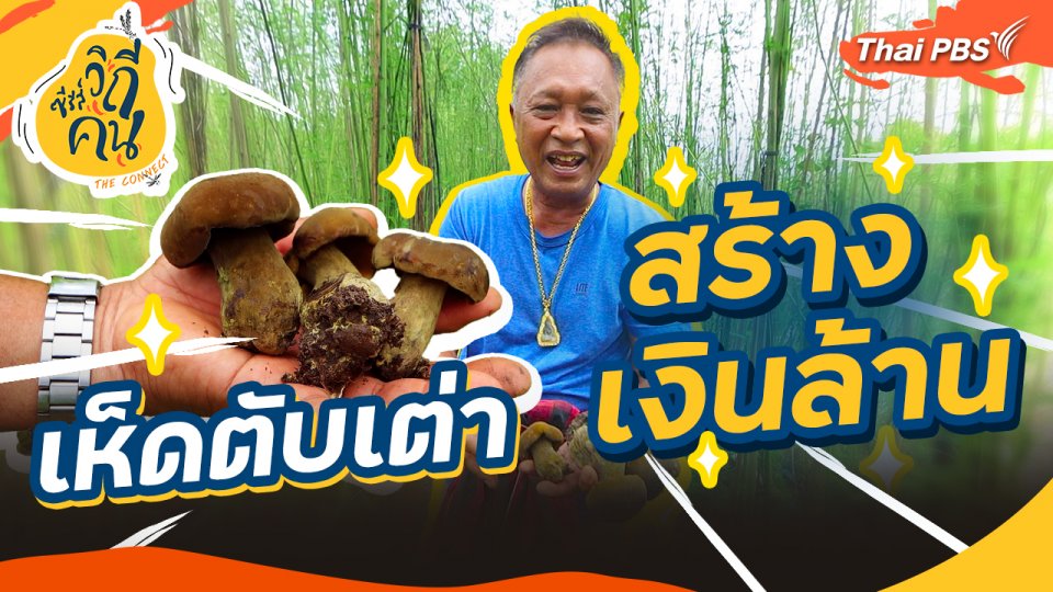 เห็ดตับเต่า สร้างเงินล้าน