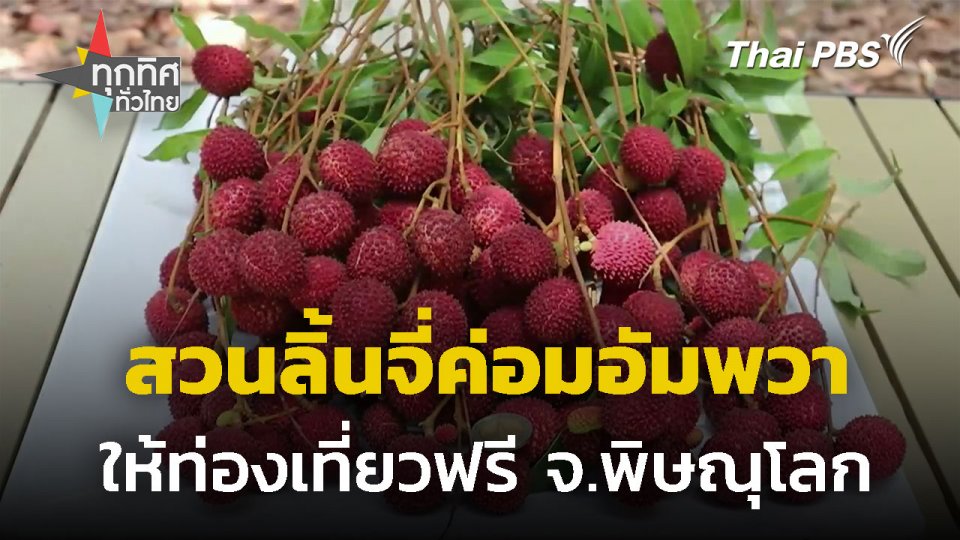 เปิดสวนลิ้นจี่ค่อม ให้ท่องเที่ยวฟรี จ.พิษณุโลก