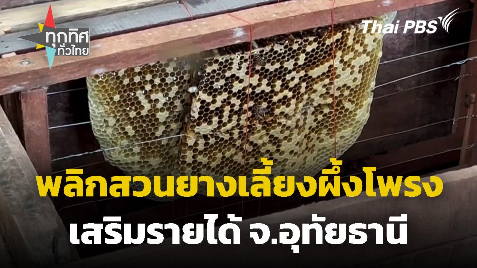 พลิกสวนยางเลี้ยงผึ้งโพรงเสริมรายได้ จ.อุทัยธานี