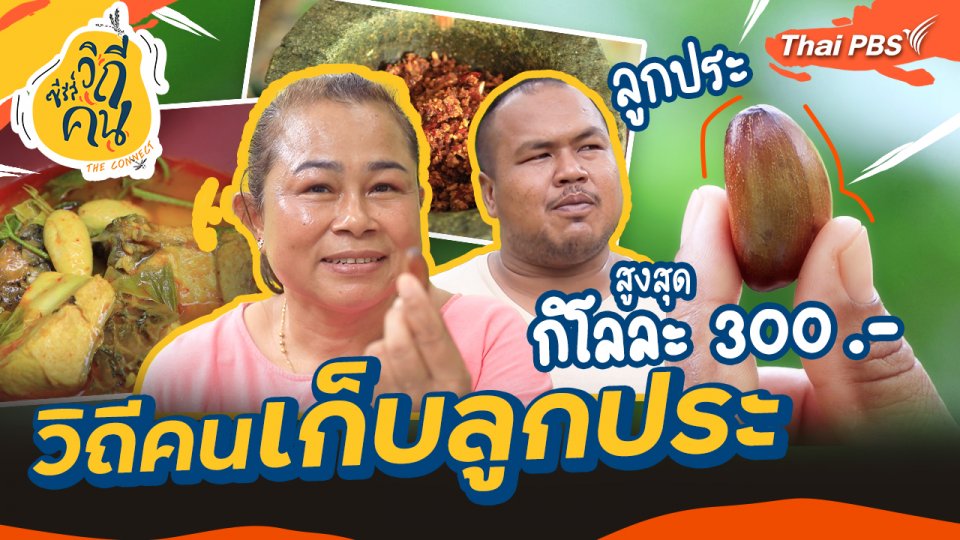 วิถีคนเก็บลูกประ