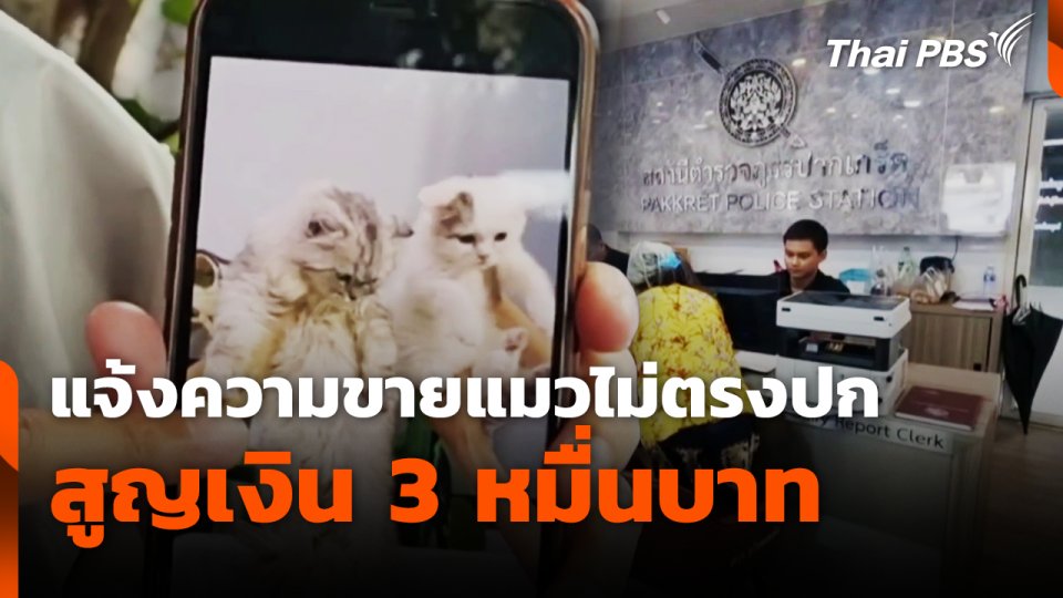 แจ้งความขายแมวไม่ตรงปก สูญเงิน 3 หมื่นบาท