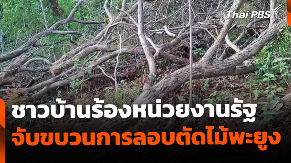 ร้องรัฐเร่งจับขบวนการ ลอบตัดไม้พะยูงหายาก จ.นครราชสีมา