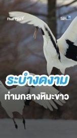 ระบำงดงามท่ามกลางหิมะขาว  | ท่องโลกกว้าง