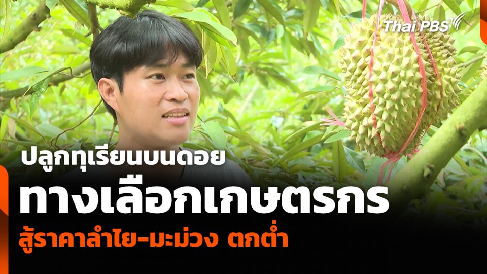 ปลูกทุเรียนบนดอย ทางเลือกเกษตรกรสู้ราคาลำไย-มะม่วง ตกต่ำ
