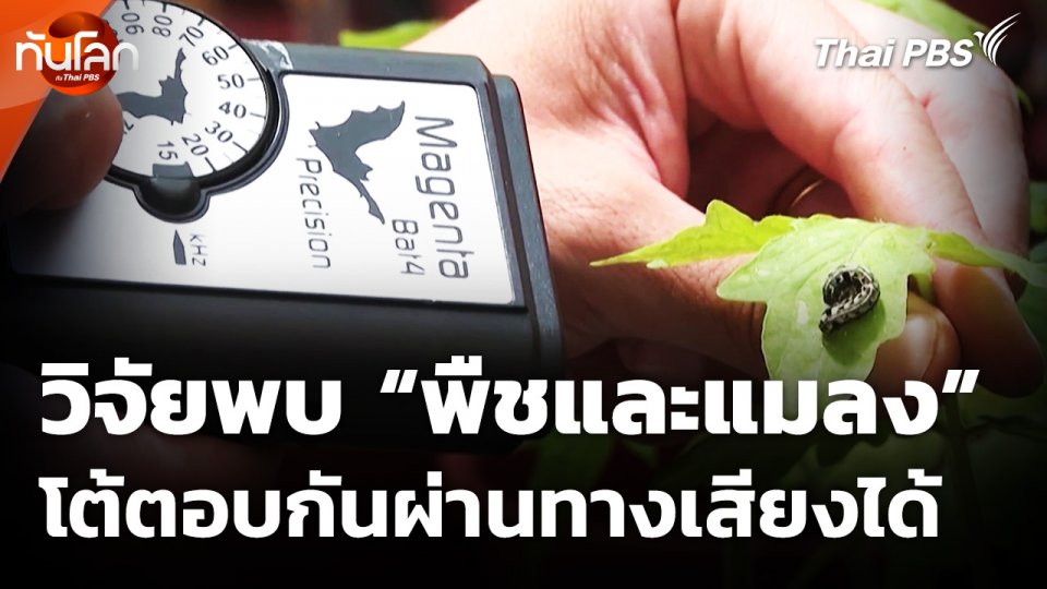 นักวิจัยอิสราเอลพบ "พืช" และ "แมลง" โต้ตอบกันผ่านทางเสียงได้