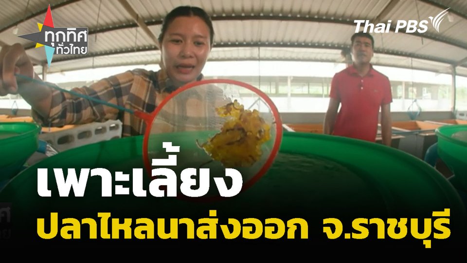 เพาะเลี้ยงปลาไหลนาส่งออก จ.ราชบุรี