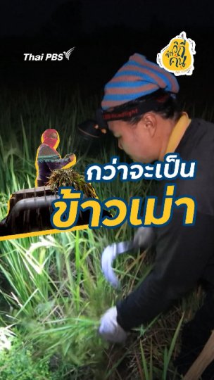 กว่าจะเป็นข้าวเม่า