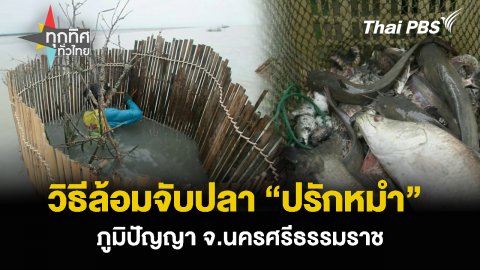 วิธีล้อมจับปลา “ปรักหมำ” ภูมิปัญญา จ.นครศรีธรรมราช