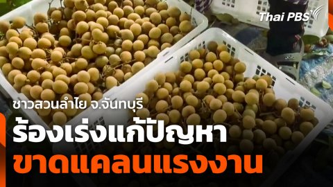 ชาวสวนลำไยร้องเร่งแก้ปัญหาขาดแคลนแรงงาน จ.จันทบุรี