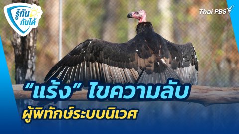 "แร้ง" ไขความลับผู้พิทักษ์ระบบนิเวศ