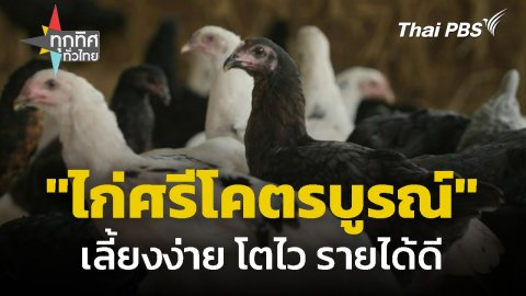 "ไก่ศรีโคตรบูรณ์" เลี้ยงง่าย โตไว รายได้ดี